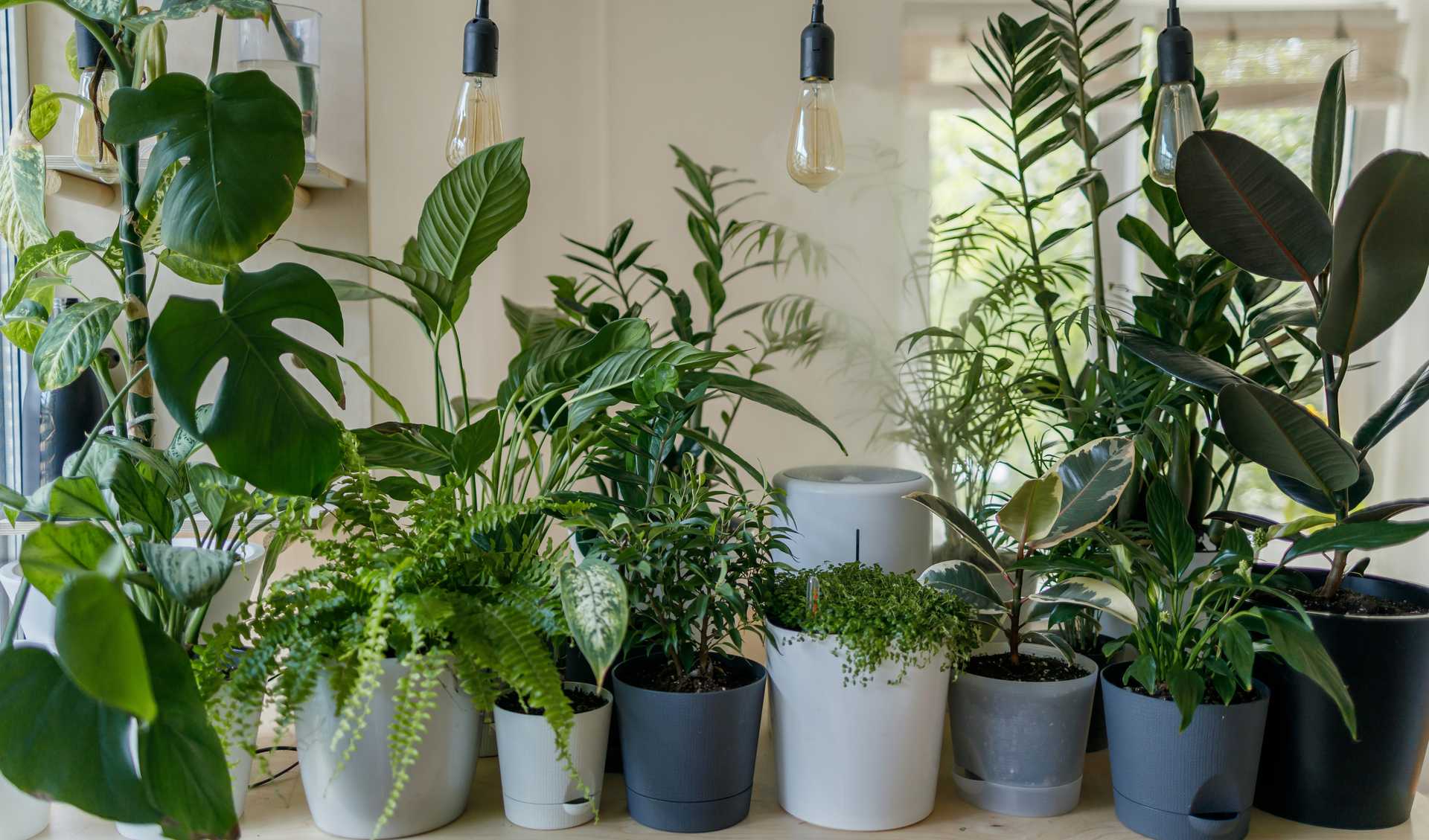 Monitoring house plants for when they need watering - Featured image