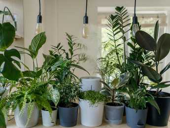 Monitoring house plants for when they need watering - Featured image